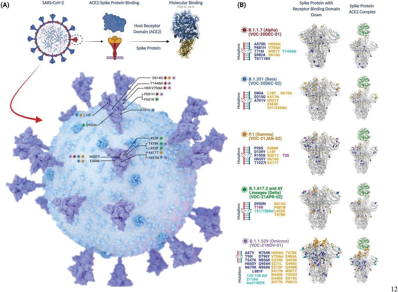 Spike protein, an overly detailed view