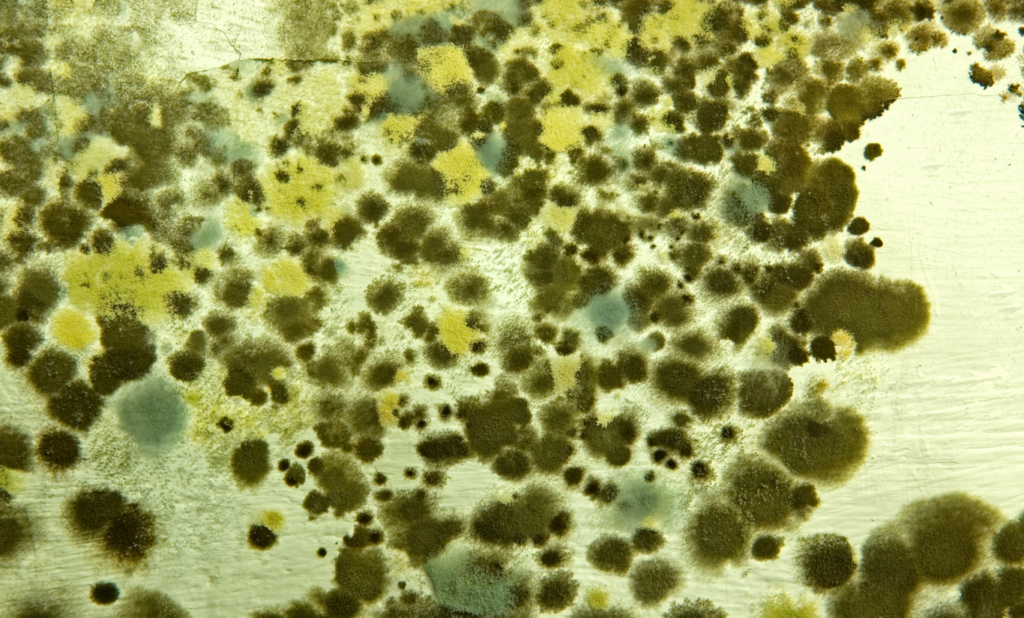 metabolic health. mold and mycotoxins